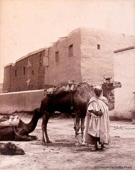Orán (Argelia), beduino con camellos. Neurdein