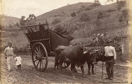 Málaga, carro con bueyes y boyero. J. Valentine.