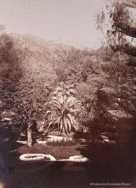 Málaga, jardín histórico de La Concepción, araucaria, palmeras y otros árboles. Fotógrafo desconocido