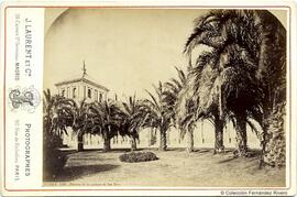 Sevilla, palmeras de los jardines de San Telmo. J. Laurent y Cia.