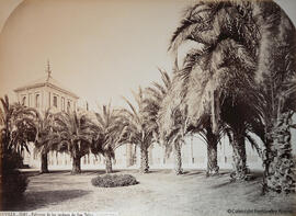 Sevilla, palmeras en los jardines del Palacio de San Telmo. J. Laurent.