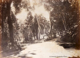 Málaga, Jardín de la Concepción, plazoleta con bancos y dos visitantes junto al estanque con monsteras. Fotógrafo desconocido.