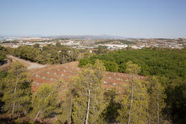 Cultivos. Estación Experimental IHSM La Mayora. Algarrobo-Costa. Junio de 2015