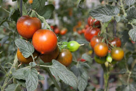 Cultivo en invernadero. Estación Experimental IHSM La Mayora. Algarrobo-Costa. Junio de 2015