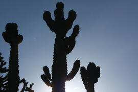 Jardín Botánico de la Universidad de Málaga. Campus de Teatinos. Mayo de 2013
