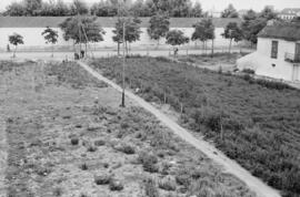 Málaga. Terrenos de la Industria Malagueña. Junio de 1963