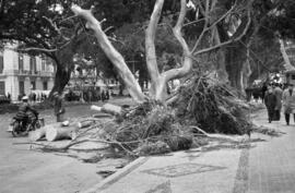 Árbol caído como consecuencia del temporal de viento. Málaga. Alameda Principal. Enero de 1963
