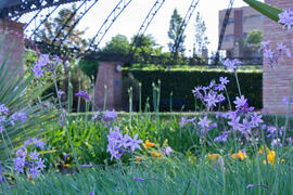 Jardín Botánico. Campus de Teatinos. Mayo de 2013