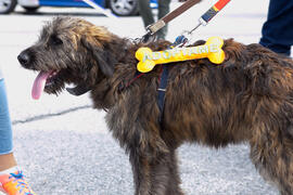 Campaña "Adóptame", de la Sociedad Protectora de Animales y Plantas. II Día del Estudiante. Campus de Teatinos. Octubre de 2018