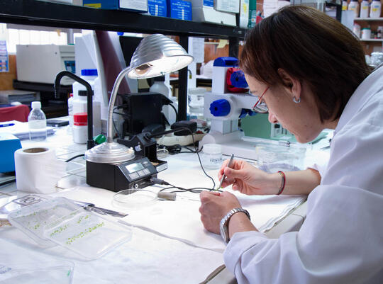 Open original Objeto digital